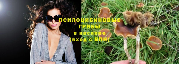 сатива Беломорск